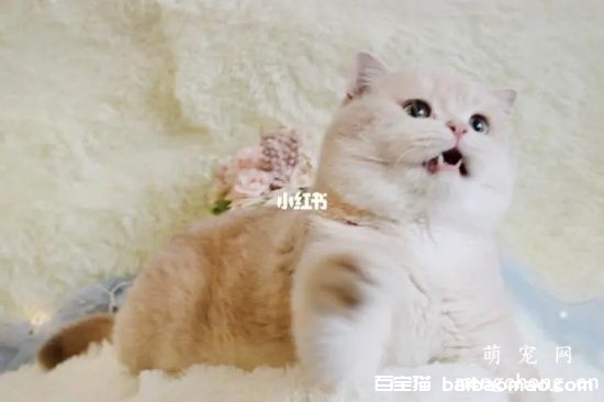 猫哺乳期能驱虫吗？