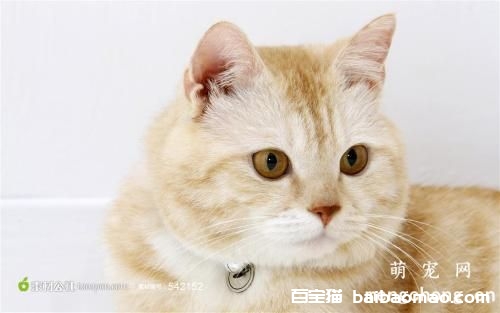 猫咪真菌性皮肤病与其他皮肤病的区别