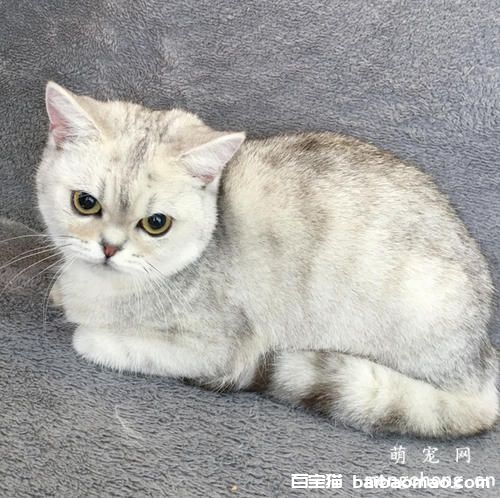 猫发完情后不吃东西怎么办