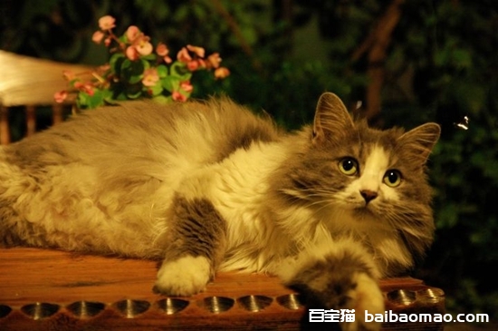 挪威森林猫猫瘟怎么治疗 猫瘟治疗方法知道