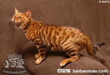 玩具虎猫哪些不能吃 玩具虎猫饮食禁忌介绍