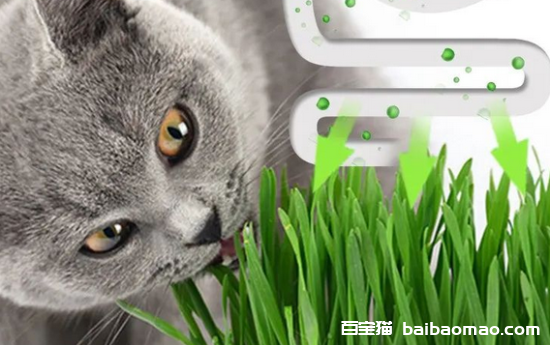 科普一波：化毛膏和猫草哪个更适合猫？