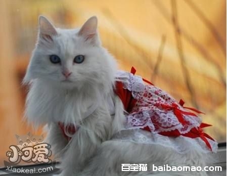 蒂凡尼猫掉毛怎么办 蒂凡尼猫掉毛处理方法