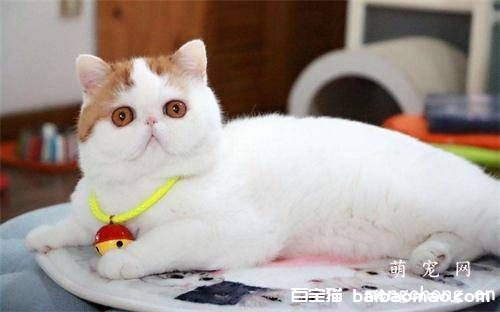 猫怀孕一次会减少寿命吗?