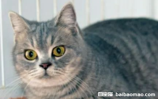 全球十大最受欢迎宠物排名，宠物猫狗成为人们首选