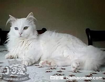 蒂凡尼猫多久洗一次澡 蒂凡尼猫洗澡注意事项