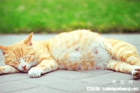 猫生产前几天有什么症状