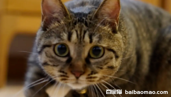 最“招财旺家”的猫咪排名，你家猫主子排第几？