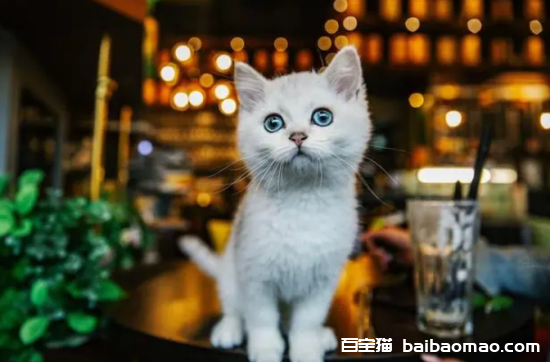 几把猫是什么意思