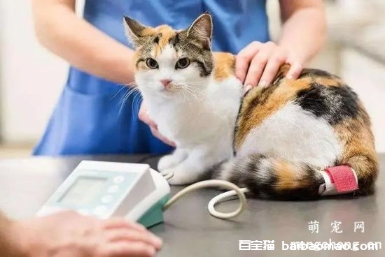 怎么给猫咪测量血压？