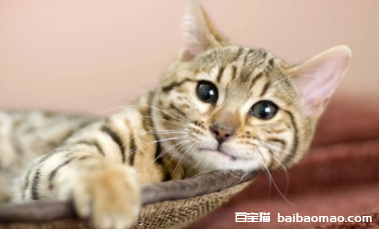 什么叫做吊颈猫