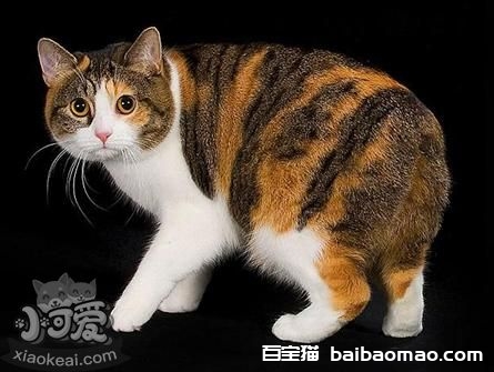 马恩岛猫有体味怎么办 马恩岛猫有体味解决办法