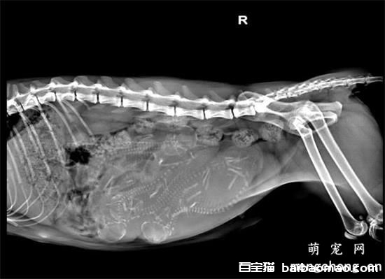 猫咪难产症状怎么办？