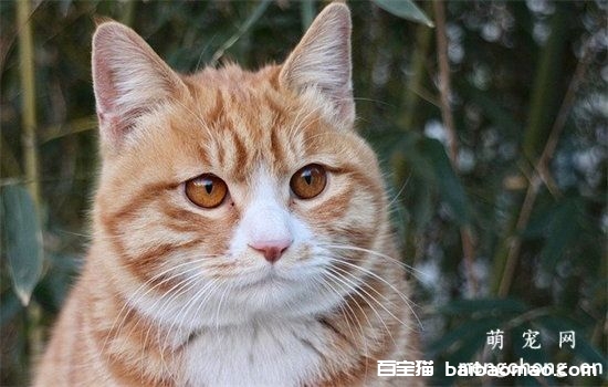 猫咪的免疫接种后的不良反应有哪些？