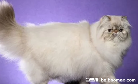 波曼猫的典型特征