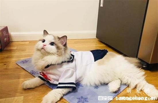 猫咪每年发几次情?一次持续多少天?