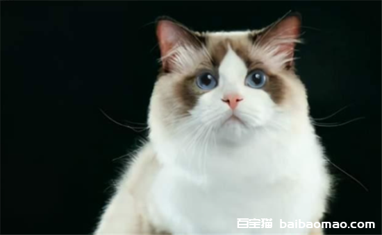 什么颜色的猫长大好看