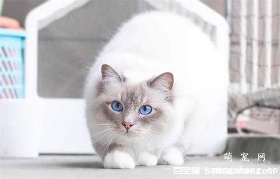 猫咪发情期怎么处理