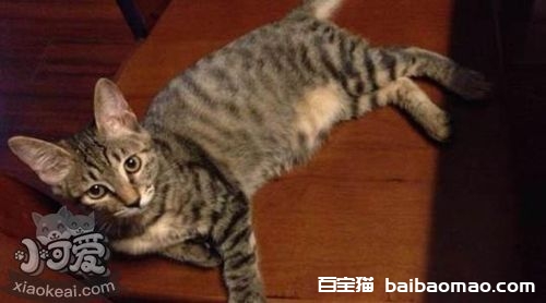 加州闪亮猫毛发怎么梳理 加州闪亮猫毛发梳理方法