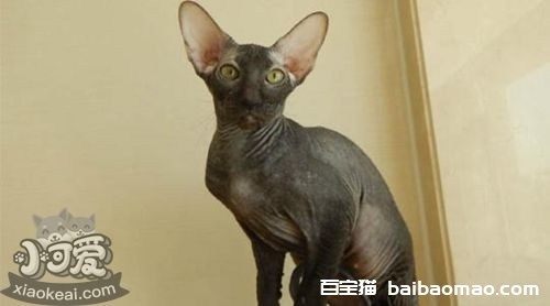 彼得秃猫性格怎么样 彼得秃猫性格介绍