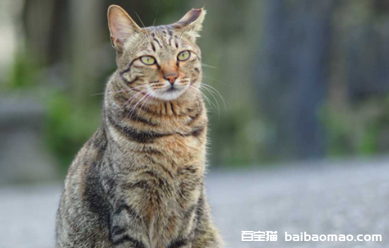 狸花猫为什么不能喂熟食