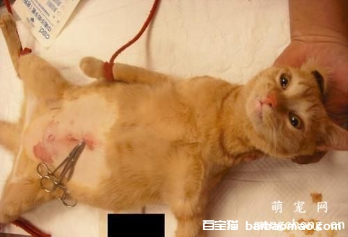 猫咪必须要绝育吗?(猫咪一定要绝育吗?)