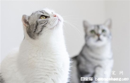 猫吃抑情药管用吗