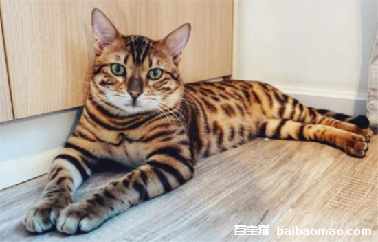 虎斑豹纹猫吃什么食物