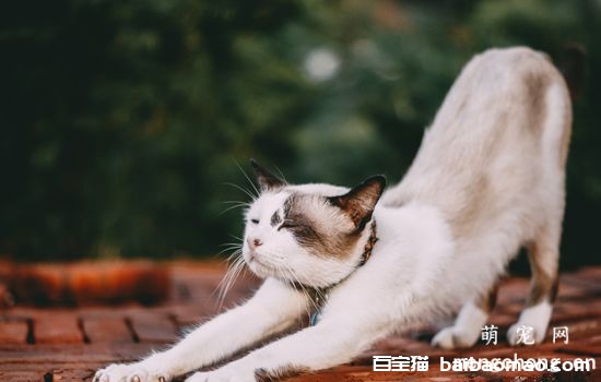 猫咪绝育后伊丽莎白圈多久可以取