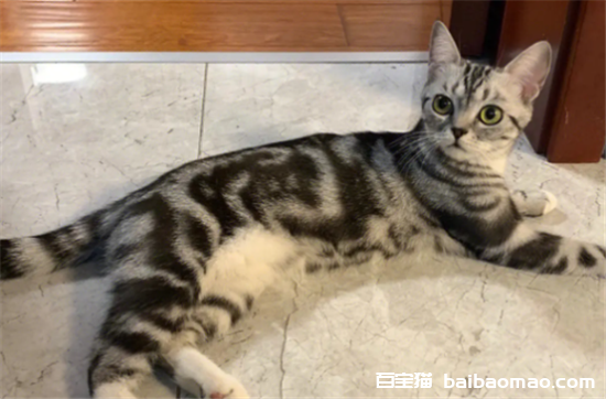 虎纹猫是什么品种