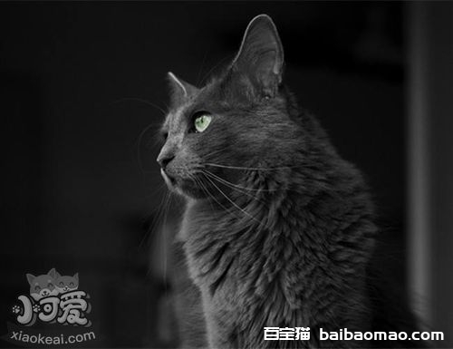 内华达猫怎么养 内华达猫饲养知识