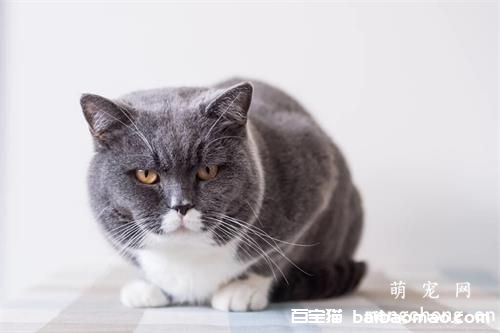 绝育过的公猫还能让母猫怀孕吗？