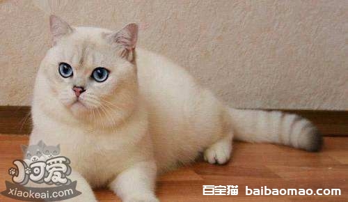 重点色短毛猫怎么洗澡 重点色短毛猫洗澡注意事项