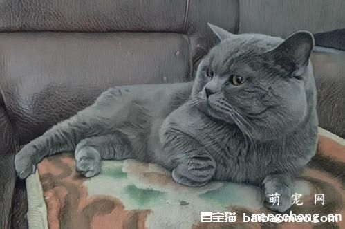 母猫绝育后多久可以吃东西