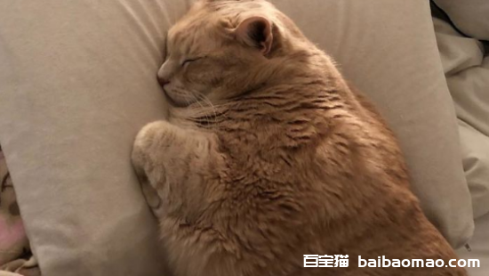 胖胖的猫是什么品种