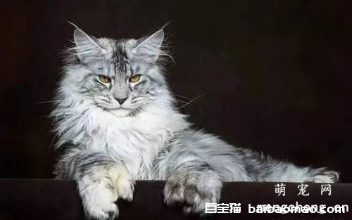 如何提高猫咪对疾病的抵抗力？