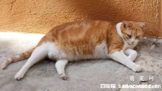 如何提高猫咪对疾病的抵抗力？