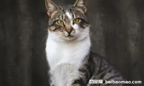 狸花白肚子是啥猫