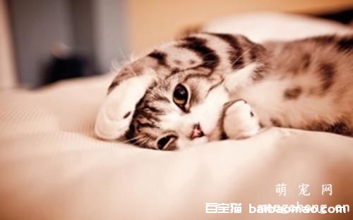 猫做完绝育后性格有什么改变?