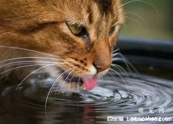 宠物猫泛白细胞减少症症状