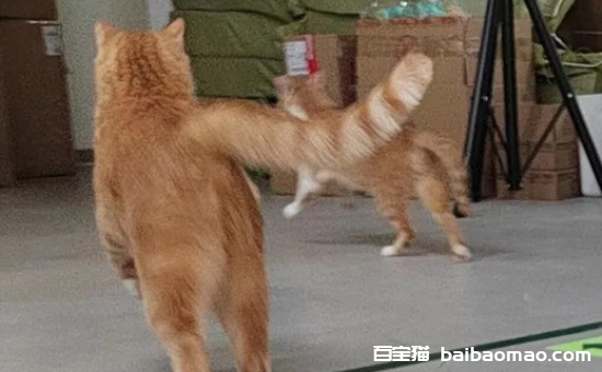 如何让猫活得更久？猫咪死亡原因和寿命统计