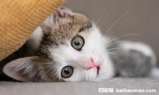 猫主子软便？看看都有哪些原因吧 