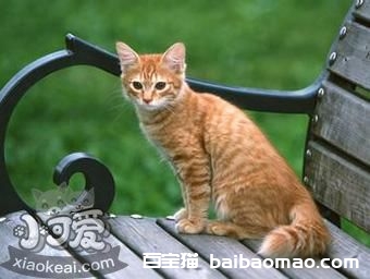 美国刚毛猫掉毛吗 美国刚毛猫掉毛解决办法