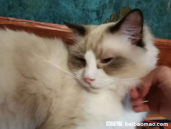 新买的猫咪不吃不喝怎么办