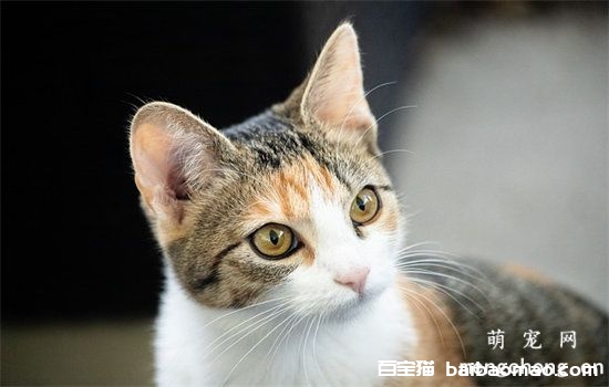 猫绝育后性格会改变吗