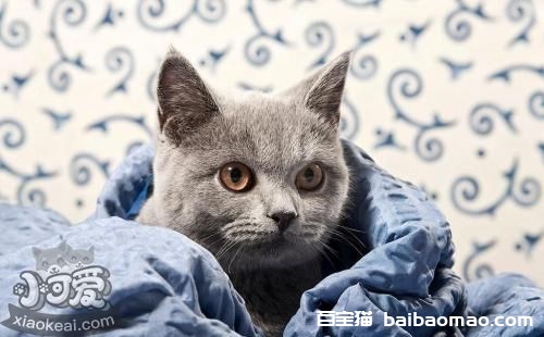 卡尔特猫怎么美容 卡尔特猫美容方法