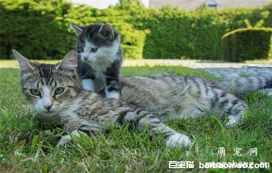 猫怀孕是哪个位置鼓起来