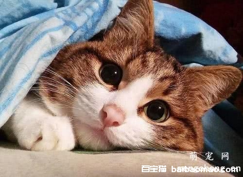 猫咪交配完后撒腿就跑是什么原因？