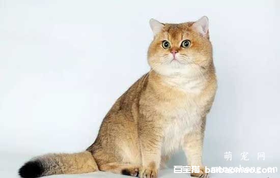 猫咪羊水破了是什么表现