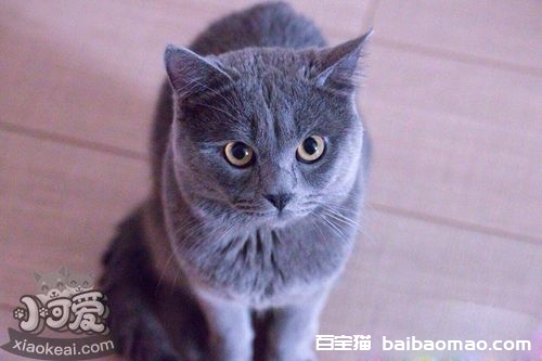 沙特尔猫吃什么 沙特尔猫喂食要求